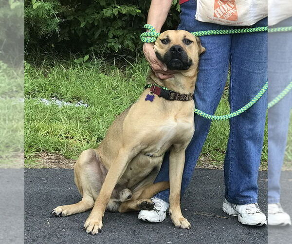 Medium Photo #7 Shepradors Puppy For Sale in McCormick, SC, USA