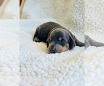 Puppy 2 Dachshund
