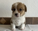 Puppy Male 2 Pembroke Welsh Corgi