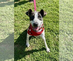 Mutt Dogs for adoption in Oakhurst, NJ, USA