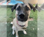 Small #5 Border Terrier-Pug Mix