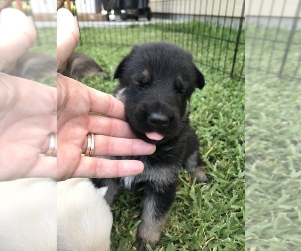 Medium Photo #20 German Shepherd Dog Puppy For Sale in ROSHARON, TX, USA