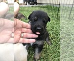 Small Photo #20 German Shepherd Dog Puppy For Sale in ROSHARON, TX, USA
