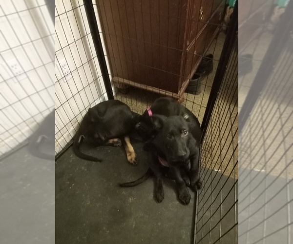 Medium Photo #3 German Shepherd Dog Puppy For Sale in MIDDLETOWN, CT, USA