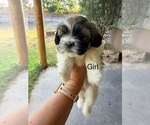 Small #5 Shih Tzu