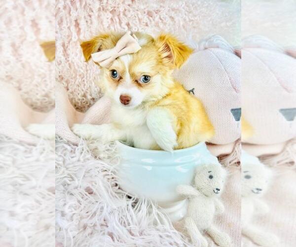 Medium Photo #4 Chihuahua Puppy For Sale in MIAMI, FL, USA
