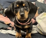 Puppy PINK GIRL Dachshund