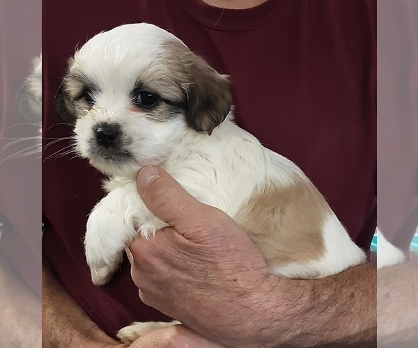 Medium Photo #2 Shih Tzu-Zuchon Mix Puppy For Sale in SPRING GROVE, PA, USA
