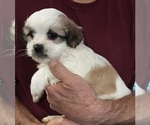 Small Photo #2 Shih Tzu-Zuchon Mix Puppy For Sale in SPRING GROVE, PA, USA