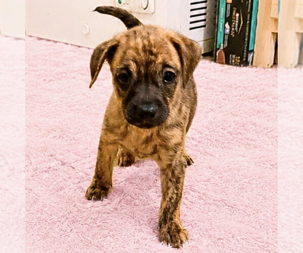 Medium Photo #1 Chug Puppy For Sale in Spring Lake, NC, USA