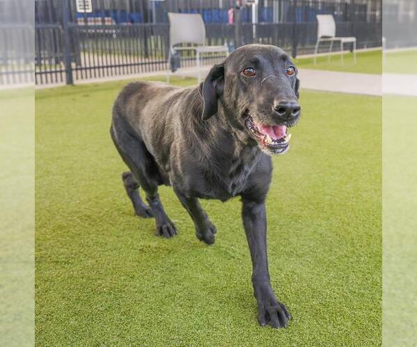 Medium Photo #1 Labrador Retriever Puppy For Sale in Waco, TX, USA