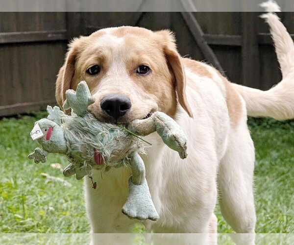 Medium Photo #4 Great Pyrenees-Retriever  Mix Puppy For Sale in Fultonham, NY, USA