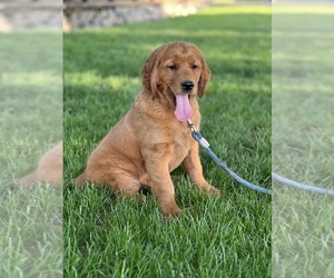 Golden Irish Puppy for sale in SHEDD, OR, USA