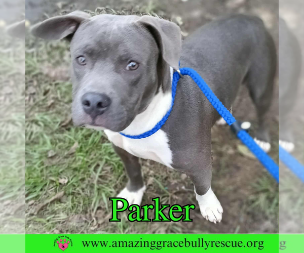 Medium Photo #1 American Bulldog-Unknown Mix Puppy For Sale in Pensacola, FL, USA