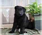 Small Photo #1 German Shepherd Dog Puppy For Sale in FREDERICKSBG, OH, USA