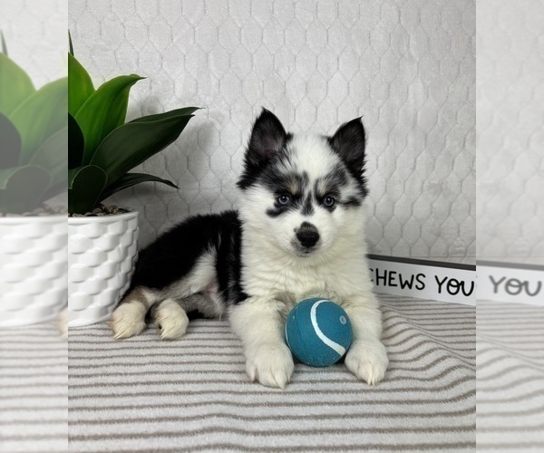 Medium Photo #1 Pomsky Puppy For Sale in GREENFIELD, IN, USA