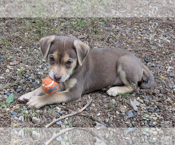 Medium Photo #3 Labrador Retriever-Unknown Mix Puppy For Sale in Des Moines, IA, USA