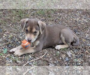 Echo - Female Labrador Retriever-Unknown Mix Dog for Adoption - Photo #3