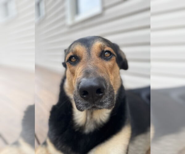 Medium Photo #7 German Shepherd Dog-Unknown Mix Puppy For Sale in Holly Springs, NC, USA