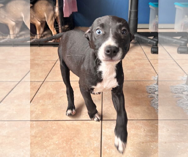 Medium Photo #5 American Staffordshire Terrier-Unknown Mix Puppy For Sale in Tracy City, TN, USA