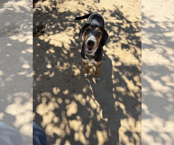 Medium Photo #4 Beagle Puppy For Sale in Apple Valley, CA, USA