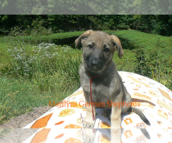 Medium Photo #5 German Shepherd Dog Puppy For Sale in PIEDMONT, MO, USA