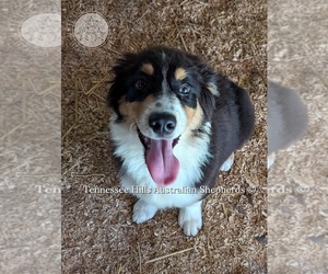 Australian Shepherd Puppy for sale in GEORGETOWN, TN, USA