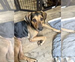 Small Photo #3 German Shepherd Dog-Unknown Mix Puppy For Sale in Holly Springs, NC, USA