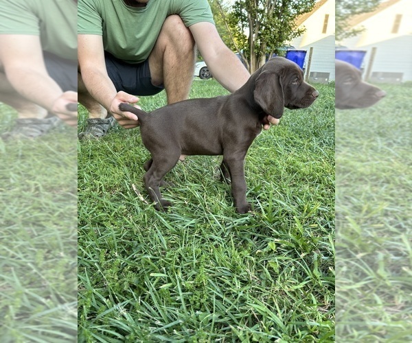 Medium Photo #13 German Shorthaired Pointer Puppy For Sale in FRANKLIN, KY, USA