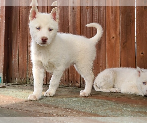 Medium Photo #4 Siberian Husky Puppy For Sale in FLORA, IL, USA