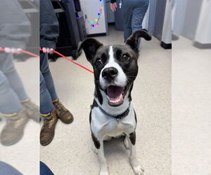 Borador Dogs for adoption in Olathe, KS, USA