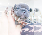 Small Photo #12 French Bulldog Puppy For Sale in ARLINGTON, WA, USA