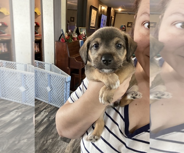Medium Photo #3 Miniature Schnauzzie Puppy For Sale in BEAUMONT, MS, USA