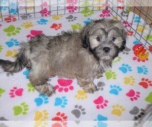 La-Chon Puppy for sale in ORO VALLEY, AZ, USA