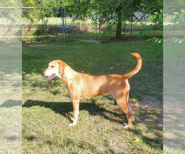 Medium Photo #7 Mutt Puppy For Sale in Abbeville, LA, USA