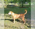 Small Photo #7 Mutt Puppy For Sale in Abbeville, LA, USA