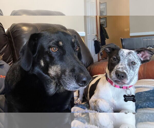 Medium Photo #5 Mountain Cur-Unknown Mix Puppy For Sale in Rockaway, NJ, USA