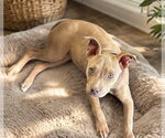 Small #1 American Pit Bull Terrier-American Staffordshire Terrier Mix