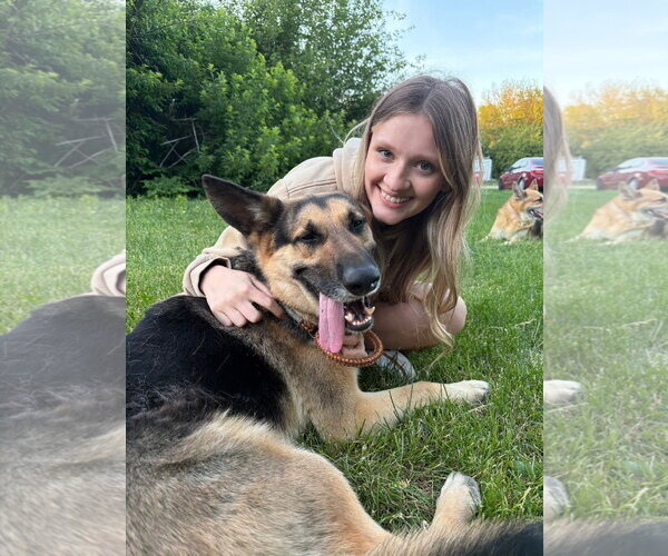 Medium Photo #4 German Shepherd Dog Puppy For Sale in Kewanee, IL, USA