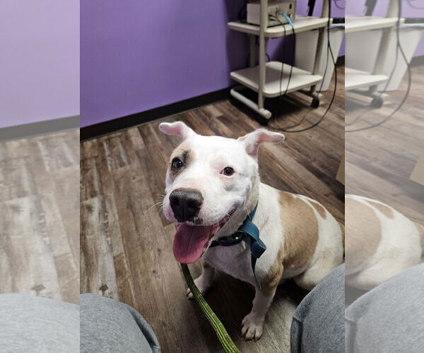 Medium Photo #1 American Pit Bull Terrier-Unknown Mix Puppy For Sale in Oakhurst, NJ, USA