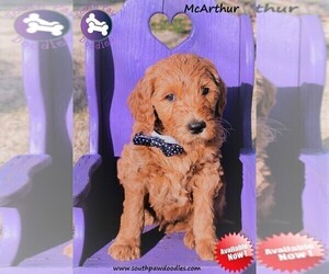 Goldendoodle Puppy for sale in GREER, SC, USA