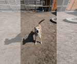 Small #25 Shiba Inu Mix