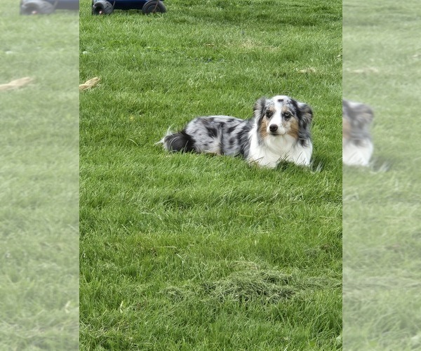 Medium Photo #1 Miniature Australian Shepherd Puppy For Sale in SIDNEY, OH, USA