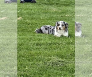Mother of the Miniature Australian Shepherd puppies born on 05/13/2026
