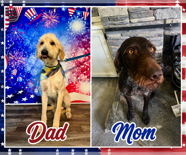 Medium Photo #2 Poointer Puppy For Sale in Lee's Summit, MO, USA