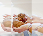 Small Photo #9 Cockapoo Puppy For Sale in ROCHESTER, MN, USA