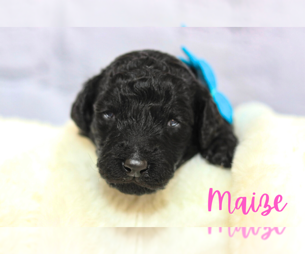 Medium Photo #1 Golden Mountain Doodle  Puppy For Sale in TRAFALGAR, IN, USA