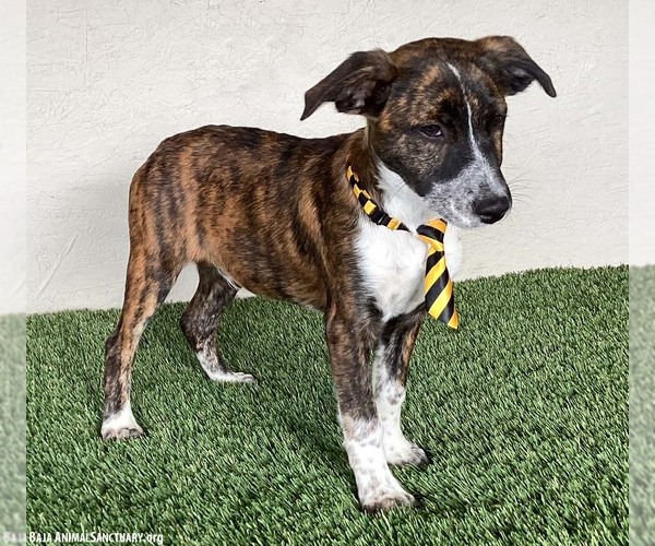 Medium Photo #4 Labrador Retriever-Plott Hound Mix Puppy For Sale in San Diego, CA, USA