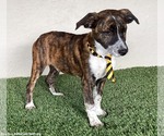 Small #3 Labrador Retriever-Plott Hound Mix