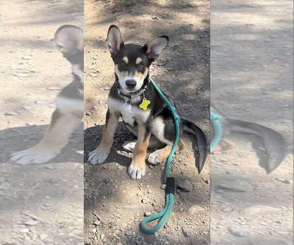 Medium Photo #6 Mutt Puppy For Sale in Sandy, UT, USA